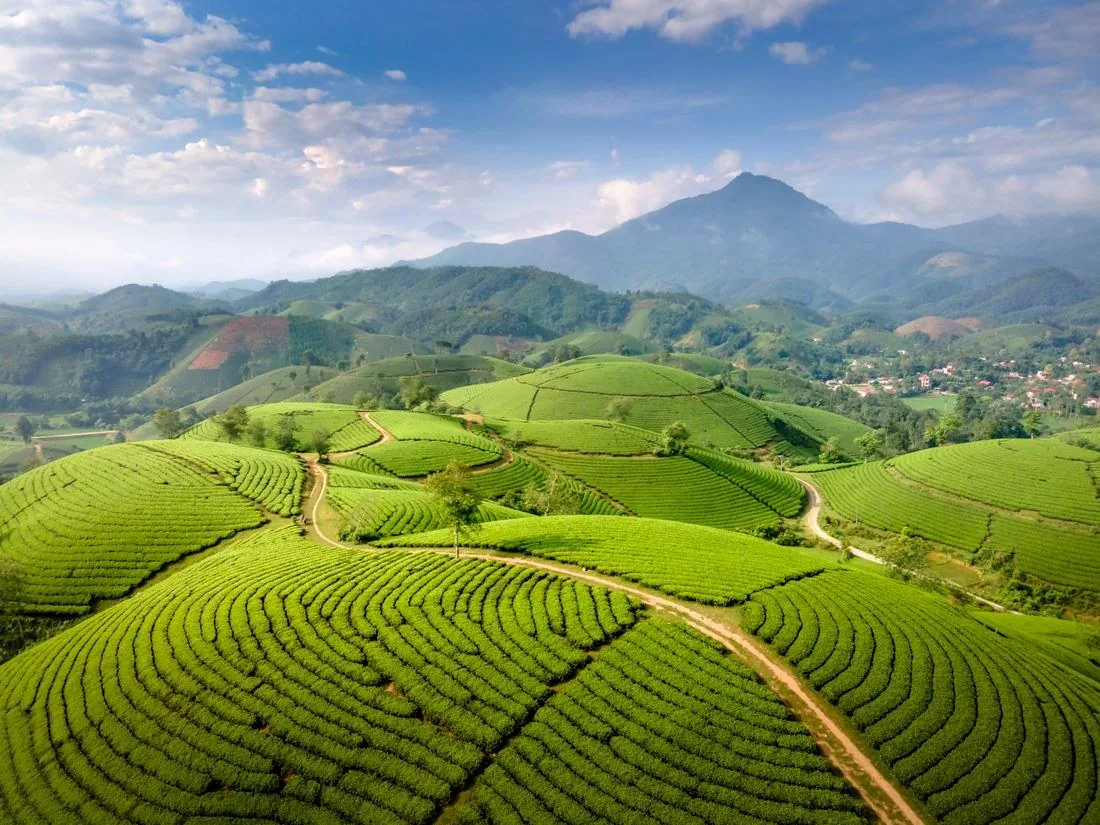 Cách chọn chè vằng thật: xem giấy tờ nào để khỏi mua nhầm