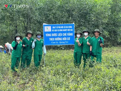Trà Hòa Tan DILVANG – Đinh Lăng Chè Vằng