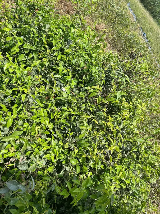 Small-leaf chè vằng