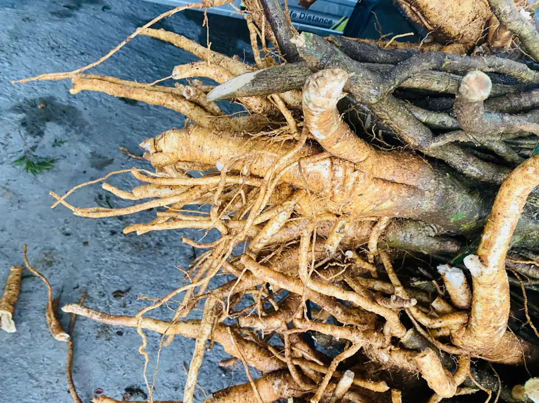Freshly harvested golden polyscias roots