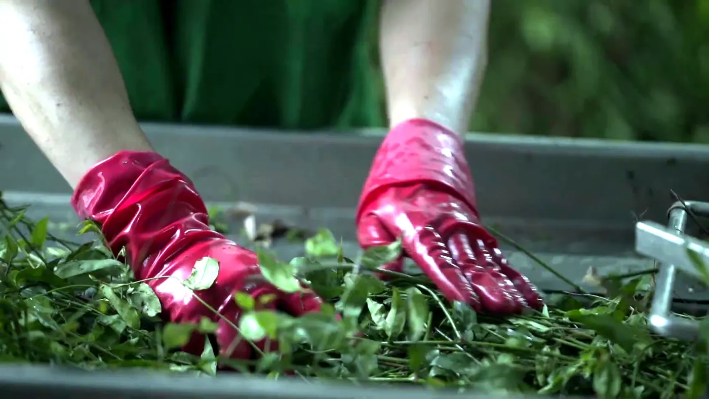 Sorting and cleaning fresh herbs