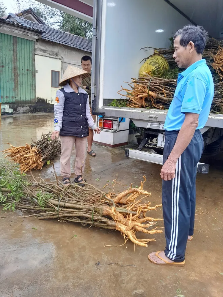 Farmers delivering polyscias to the factory
