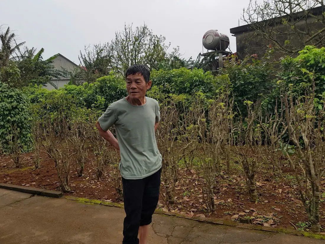A family's polyscias garden in Vinh Linh